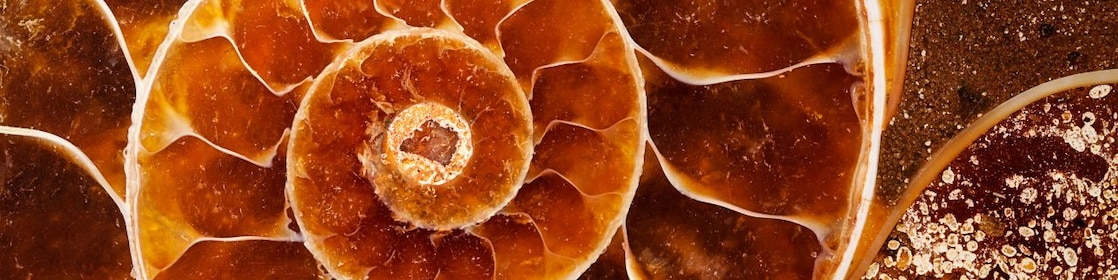 Fossil with swirling yellow