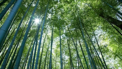 Looking up at tall tree canope with the sun peering through