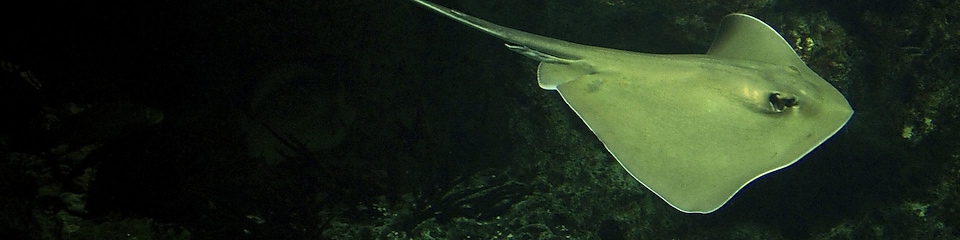 Stingray fish swimming in dark waters