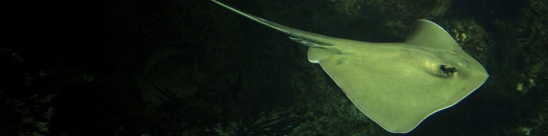 Stingray fish swimming in dark waters