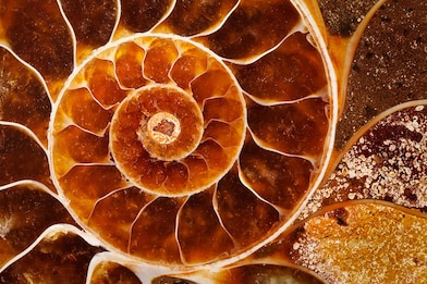 Fossil with swirling yellow