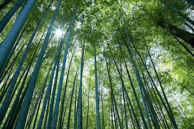 Looking up at tall tree canope with the sun peering through