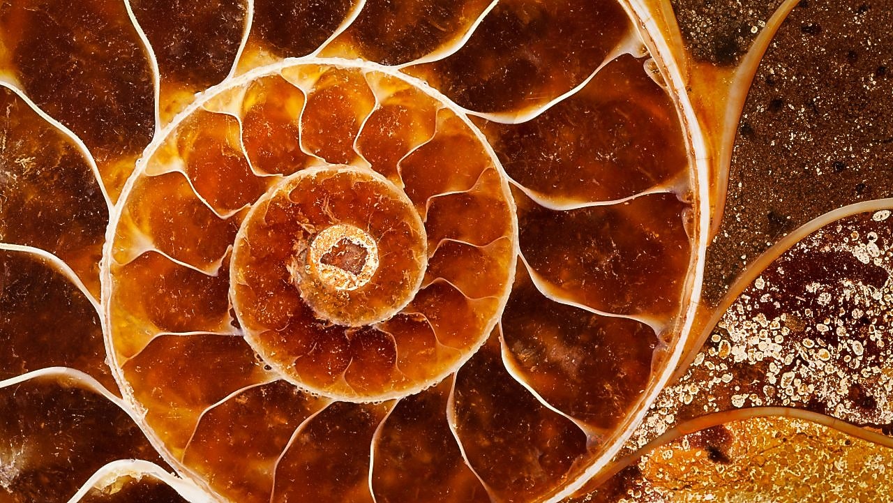 Yellow swirling fossil