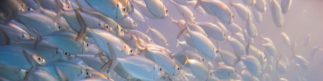 Large school of silver fish