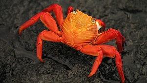 Close up of brightly colored crab on rocky beach