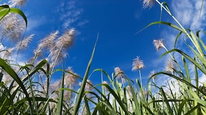 Field of sugar can with blue sky