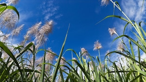 Field of sugar cane with blue sky