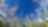 Field of sugar cane with blue sky