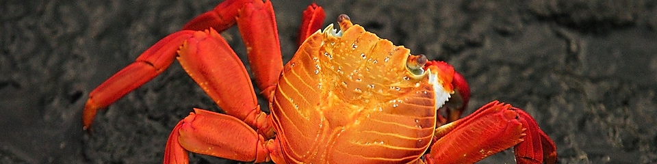 Close-up of brightly colored crab on rocky beach