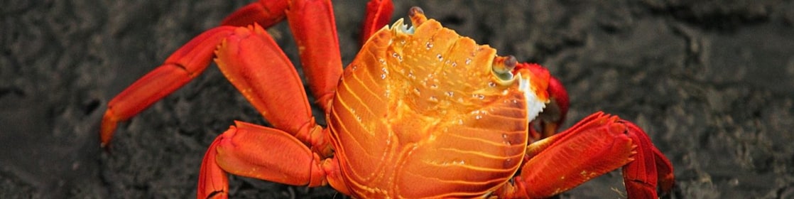 Close-up of brightly colored crab on rocky beach