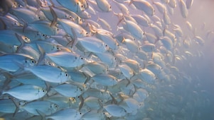 Large school of silver fish