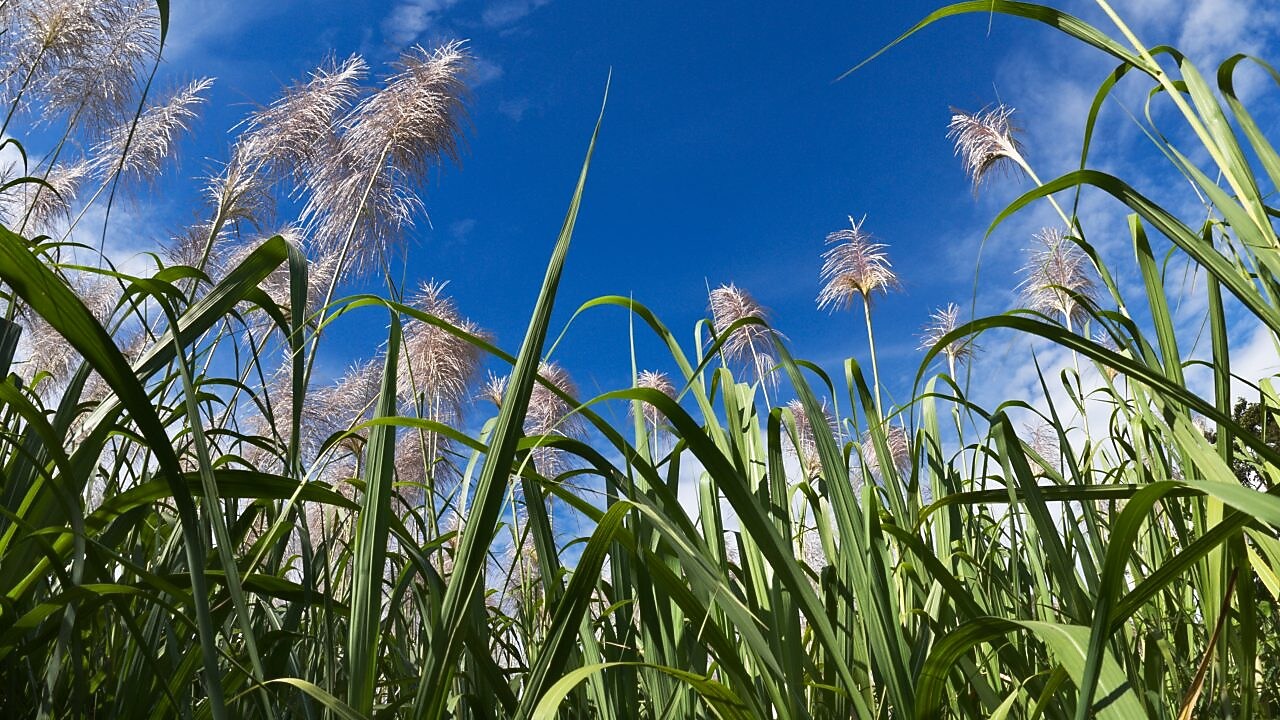 Field of sugar can with blue sky