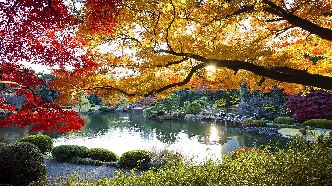 Lake surrounded by trees with leaves that are different autumn colours like yellows, andshaeds of brown