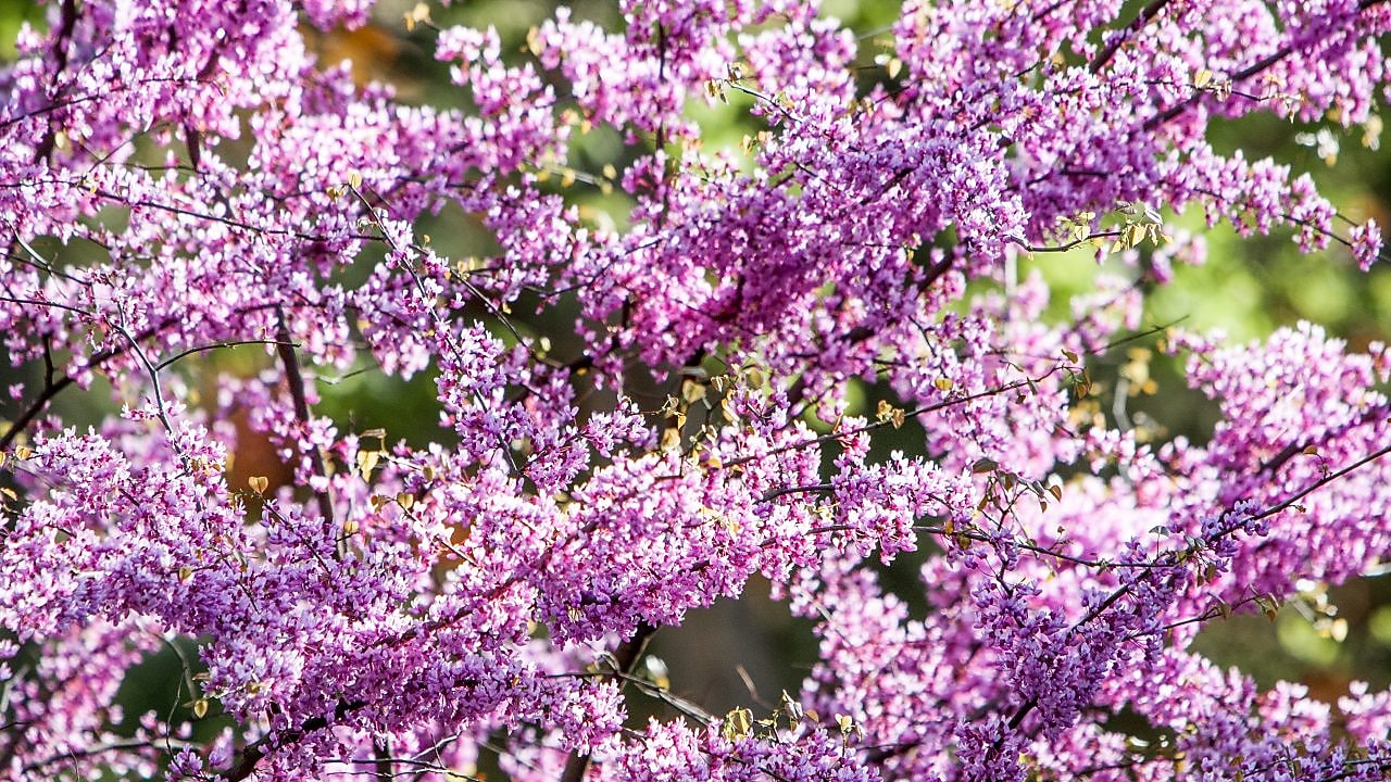 Branches with small purple flowers
