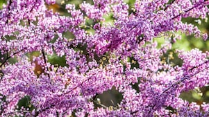 Branches with small purple flowers
