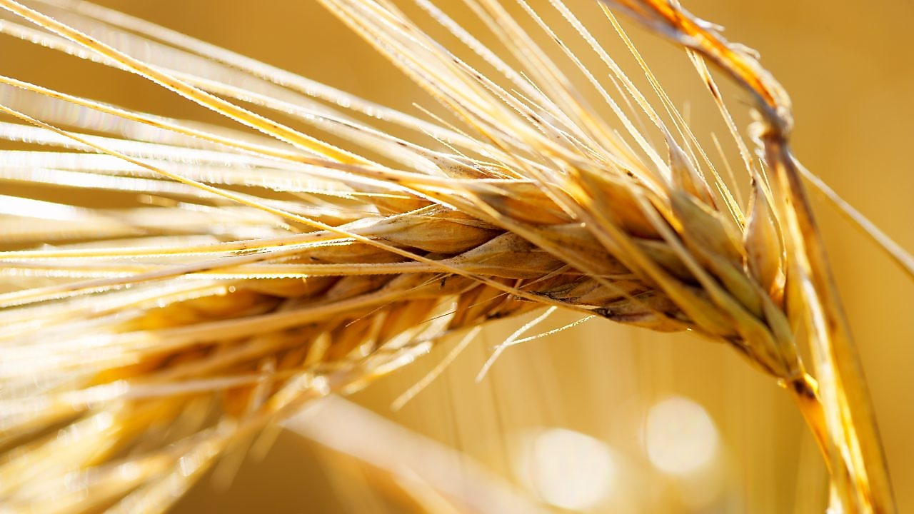 close up yellow saxony summer wheat field
