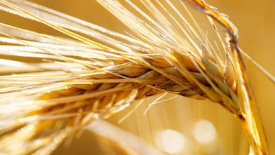 close up yellow saxony summer wheat field