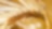 close up yellow saxony summer wheat field