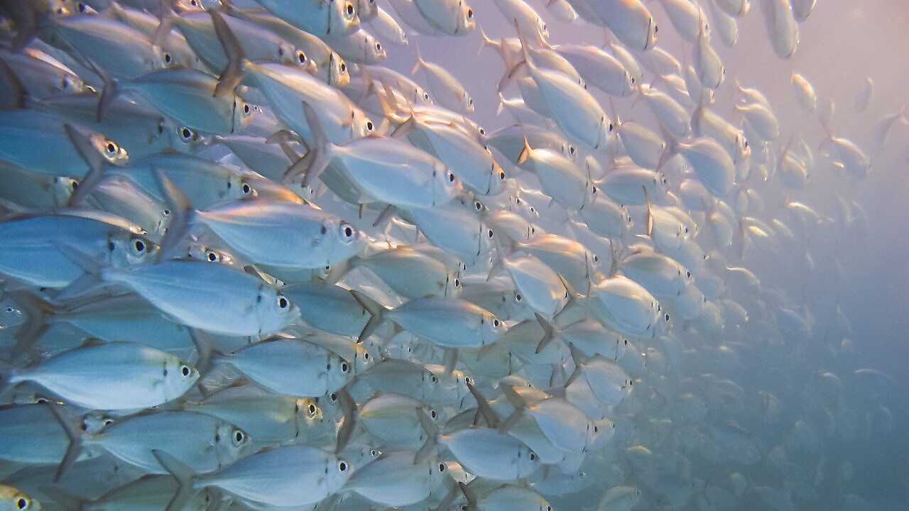 Stingray fish swimming in dark waters