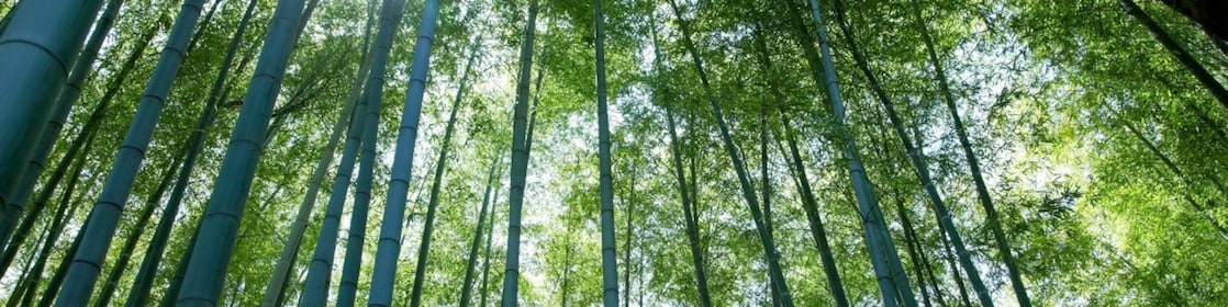 Looking up at tall tree canope with the sun peering through
