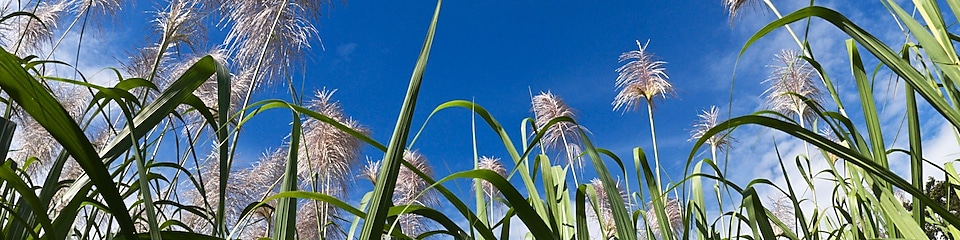 Field of sugar can with blue sky