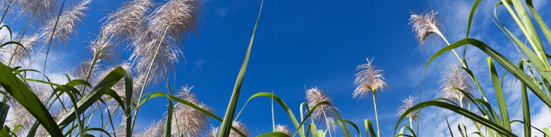 Field of sugar can with blue sky