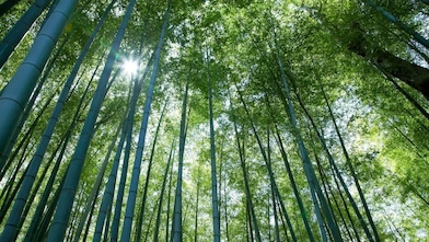 Looking up at tall tree canope with the sun peering through