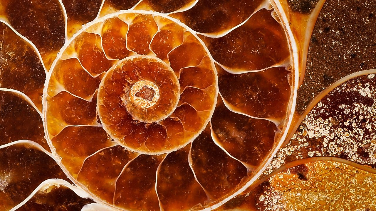 Yellow swirling fossil