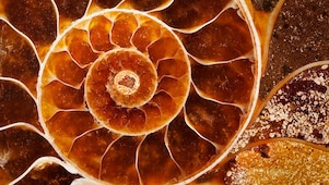 Yellow swirling fossil