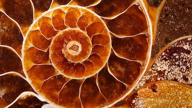 Yellow swirling fossil