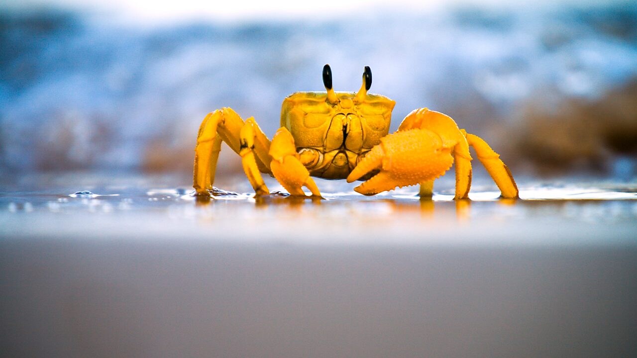 Yellow crab moving on sand
