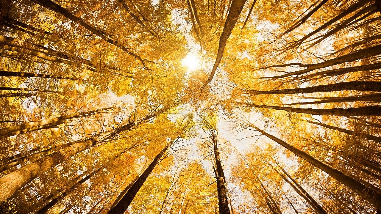 Looking up at tall tree canope with the sun peering through