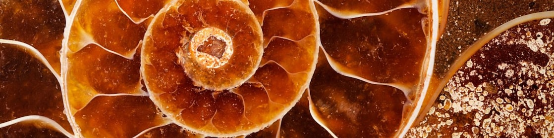 Yellow swirling fossil