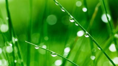 Close up of grass blades dripping with dew
