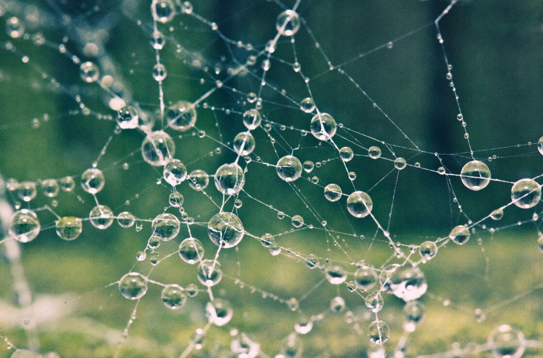 Close up of spiders web covered in morning dew