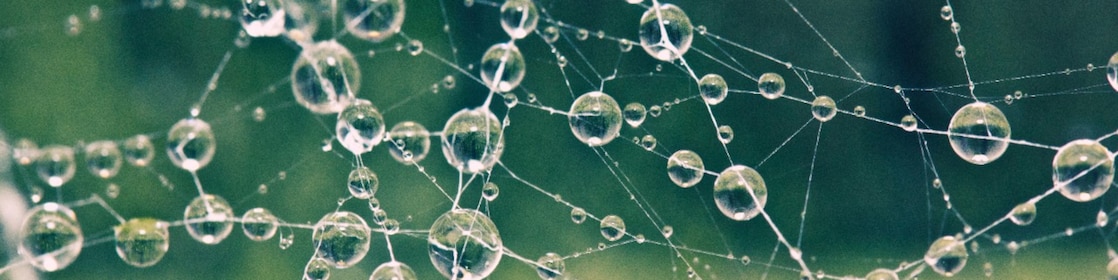 Close up of spiders web covered in morning dew