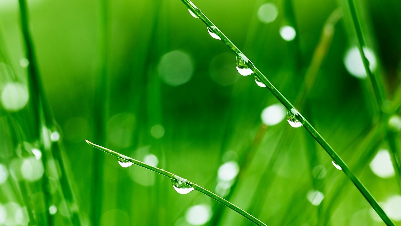 Close up of grass blades dripping with dew