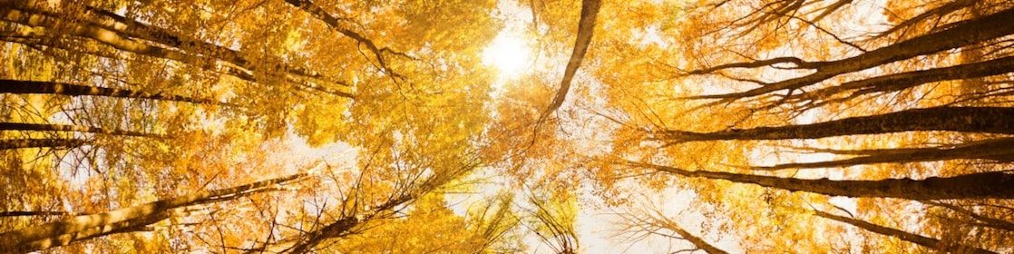 Looking up at tall tree canope with the sun peering through