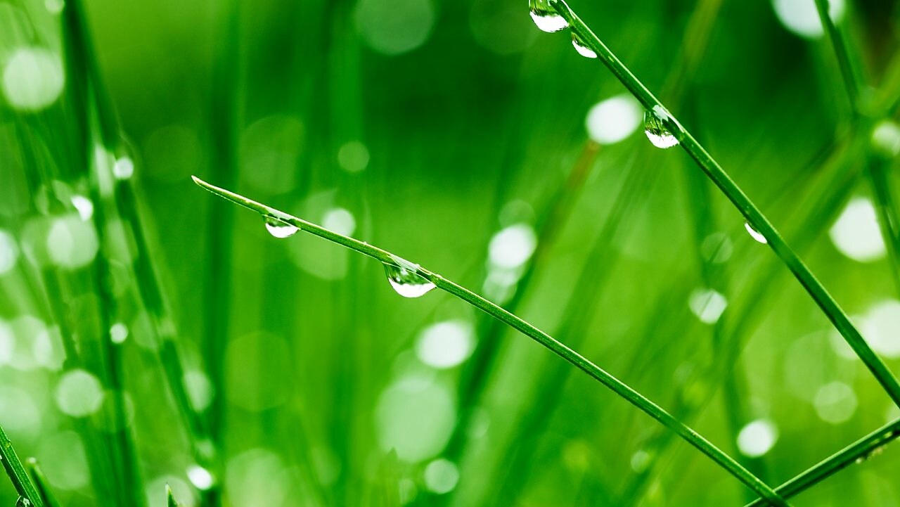 Close up of grass blades dripping with dew
