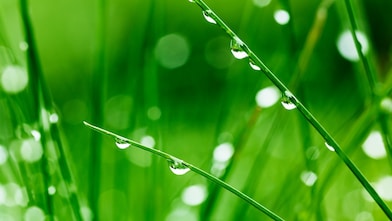 Close up of grass blades dripping with dew