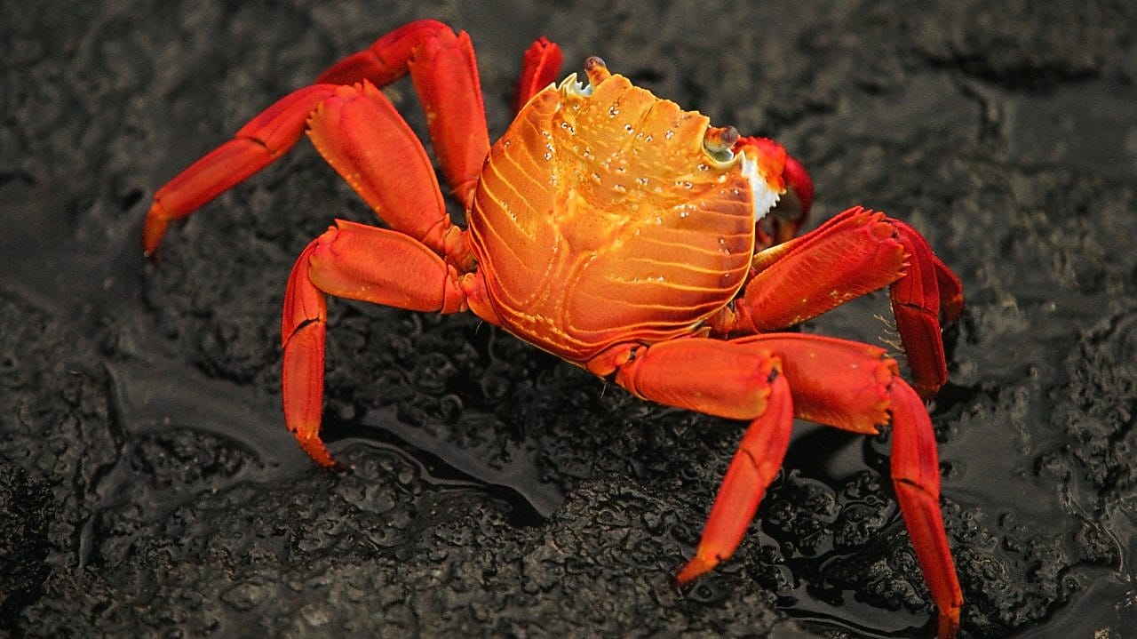 Close-up of brightly colored crab on rocky beach
