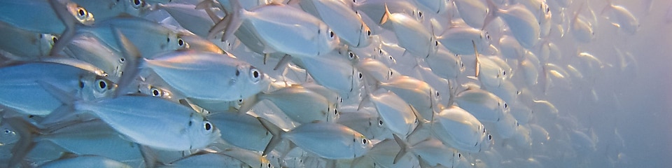 Large school of silver fish