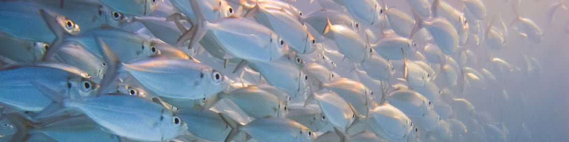 many-silverfish-swiming