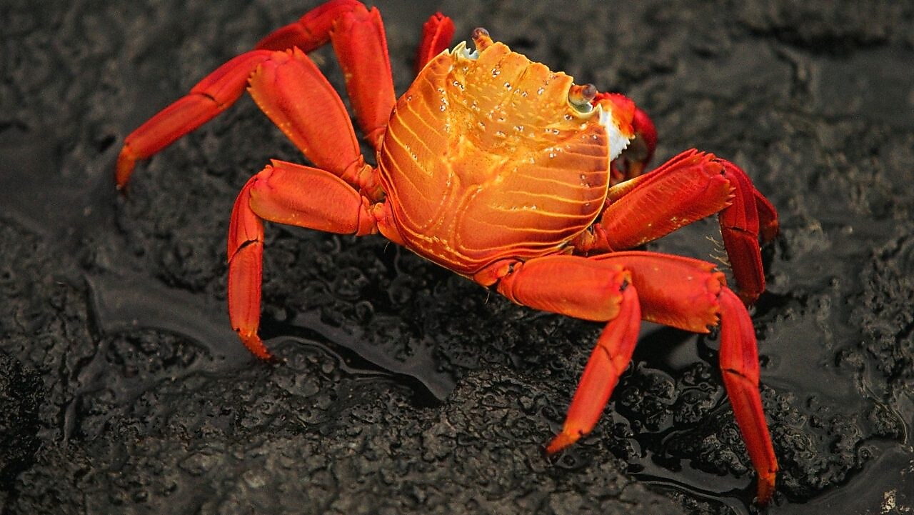 Close-up of brightly colored crab on rocky beach
