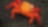 Close-up of brightly colored crab on rocky beach