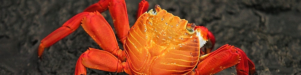 Close-up of brightly colored crab on rocky beach