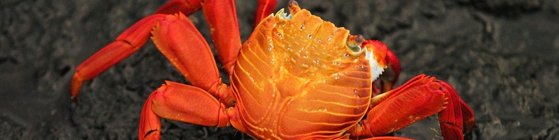 Close-up of brightly colored crab on rocky beach