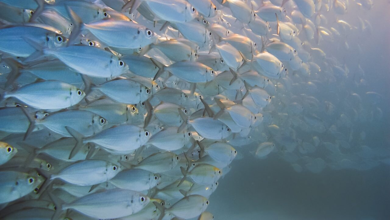 Large school of silver fish