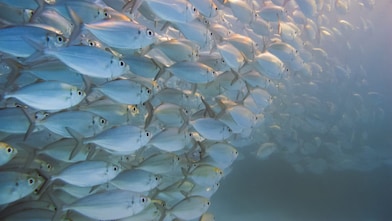 Large school of silver fish