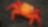 Close up of brightly colored crab on rocky beach